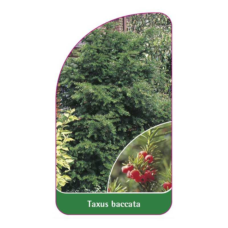 taxus-baccata1