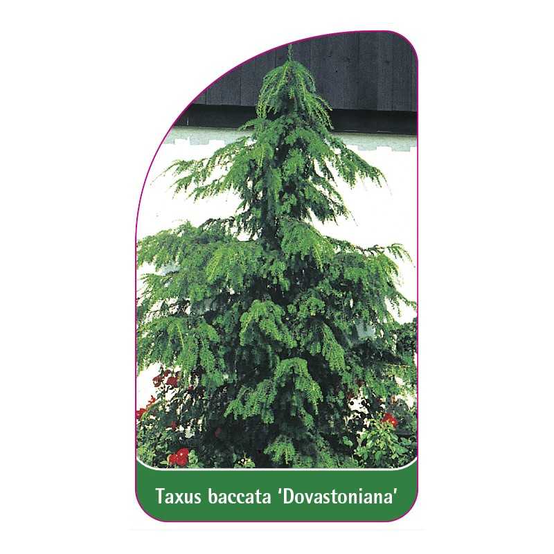 taxus-baccata-dovastoniana-1