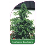 taxus-baccata-dovastoniana-1