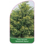 taxus-baccata-dovastonii-aurea-1