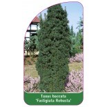 taxus-baccata-fastigiata-robusta-1