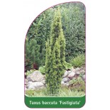 taxus-baccata-fastigiata-1