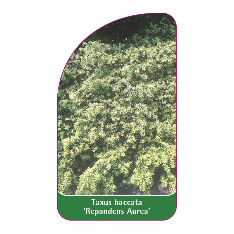 taxus-baccata-repandens-aurea-1