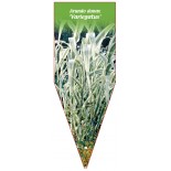 arundo-donax-variegatus-1