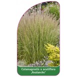 calamagrostis-x-acutiflora-avalanche-1