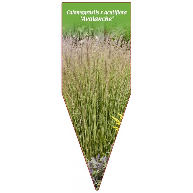 calamagrostis-x-acutiflora-avalanche-b1