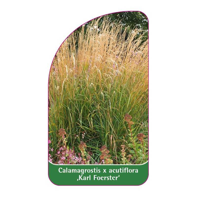 calamagrostis-x-acutiflora-karl-foerster-b1