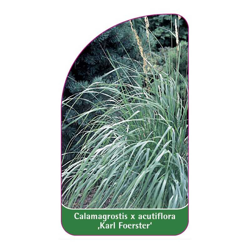 calamagrostis-x-acutiflora-karl-foerster-a1