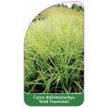 carex-dolichostachya-gold-fountains-1