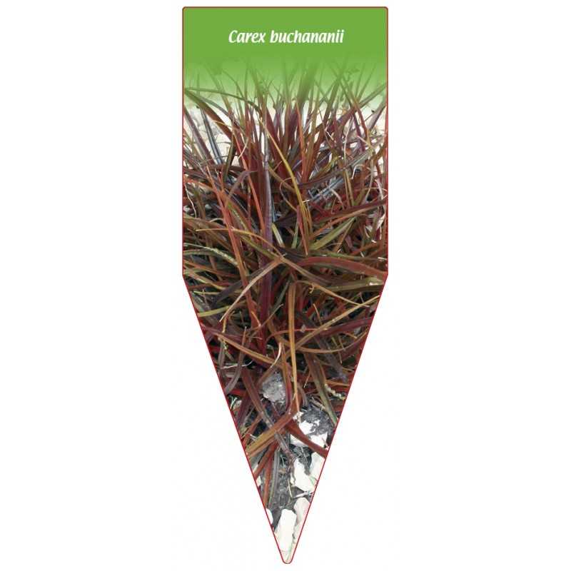 carex-buchananii-b1