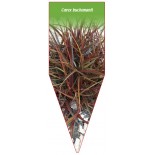 carex-buchananii-b1