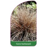 carex-buchananii-a1