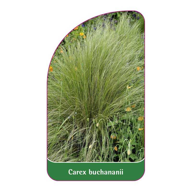 carex-buchananii-b1