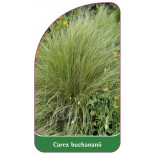 carex-buchananii-b1