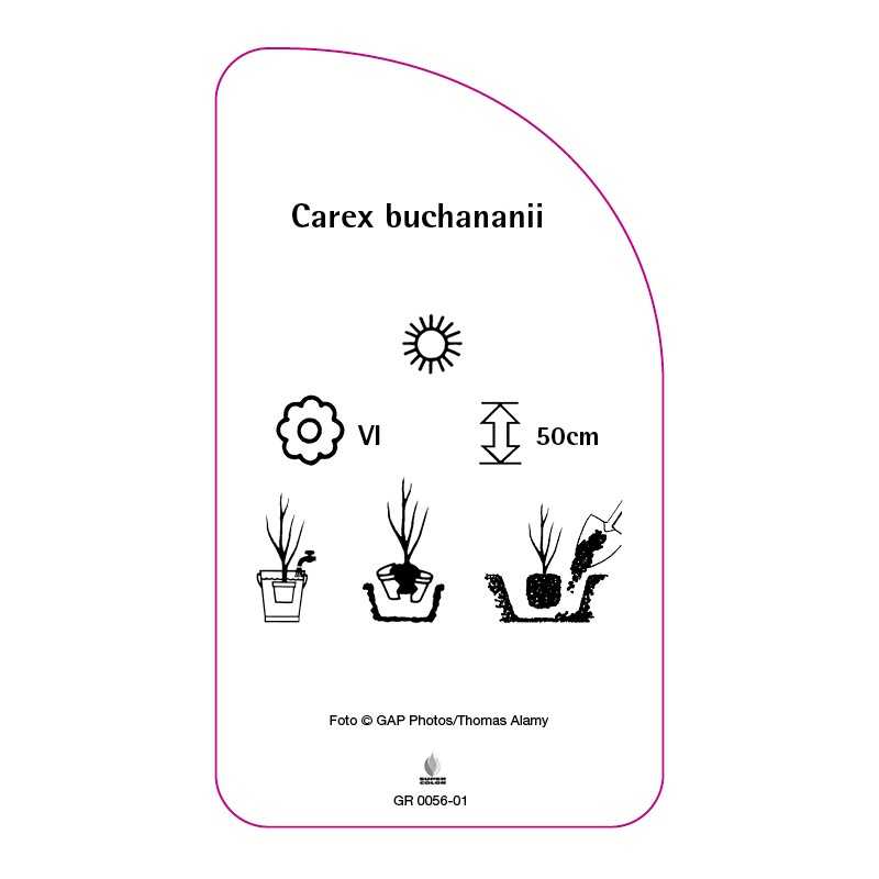 carex-buchananii-b0