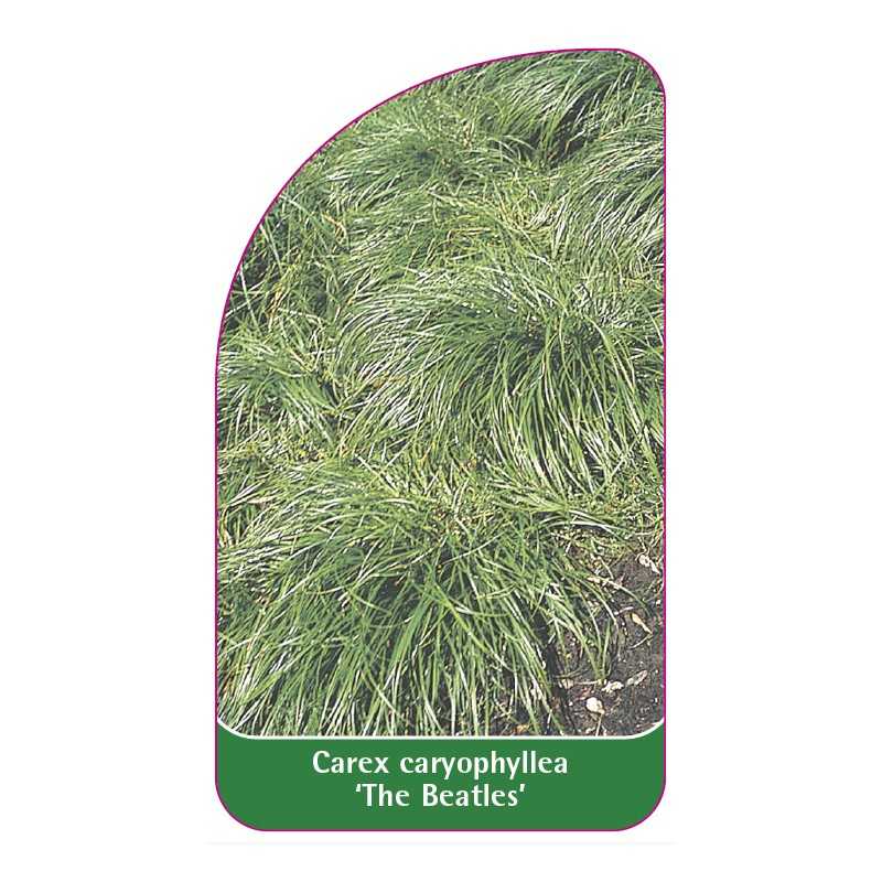 carex-caryophyllea-the-beatles-a1