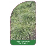 carex-caryophyllea-the-beatles-a1