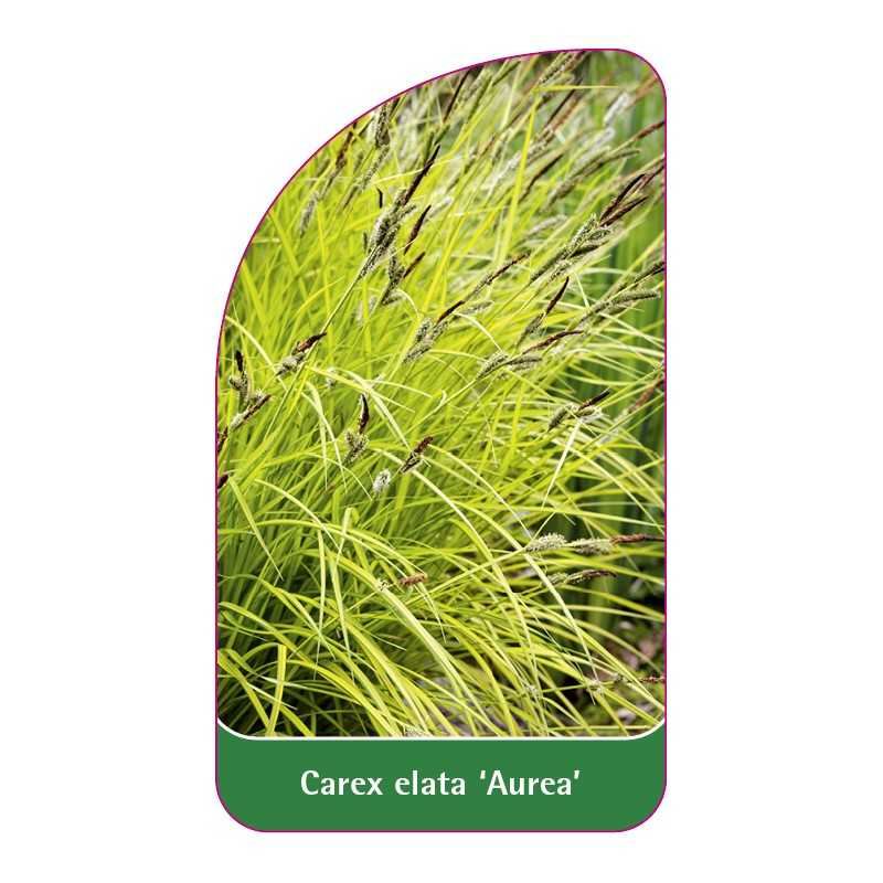 carex-elata-aurea-1