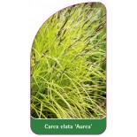 carex-elata-aurea-1