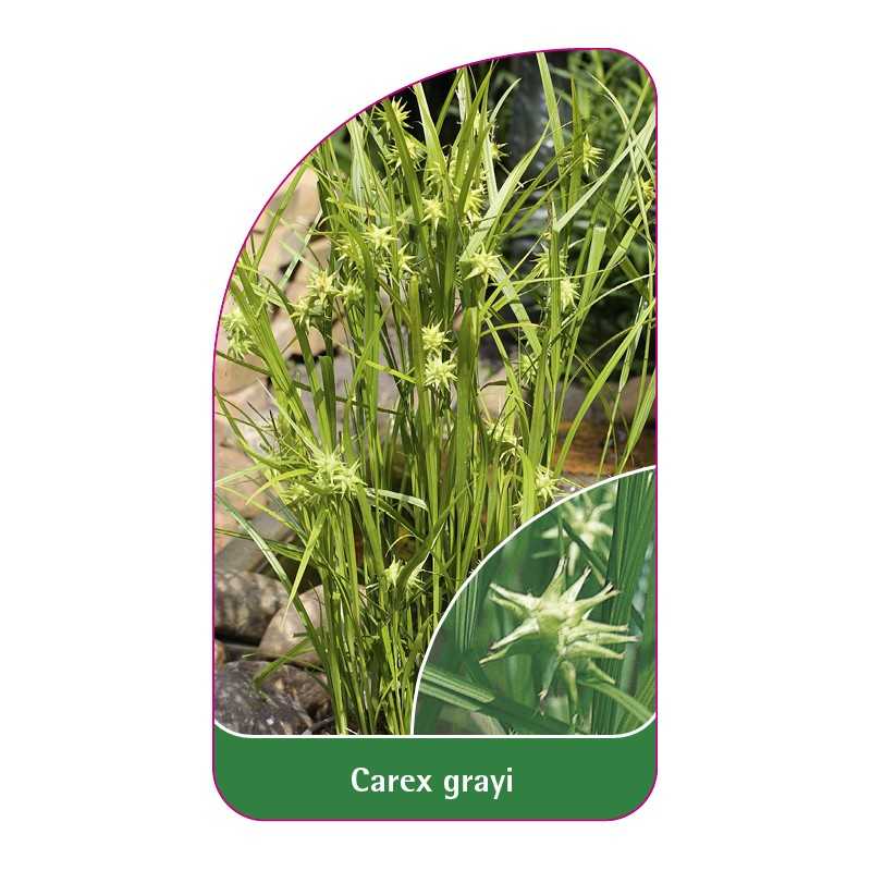 carex-grayi1