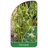 carex-grayi1