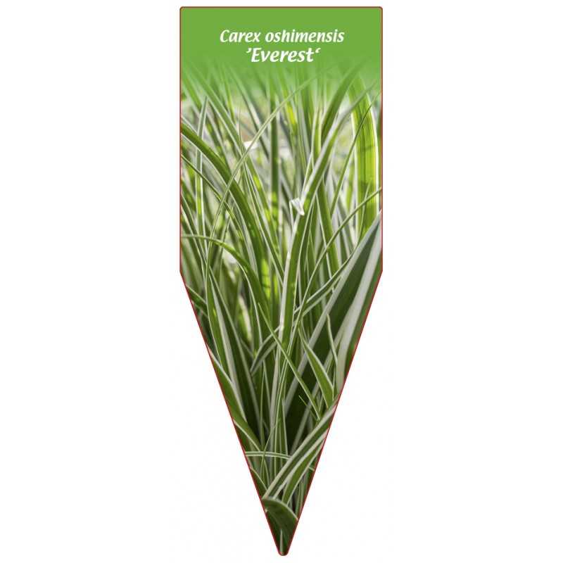 carex-oshimensis-everest-1