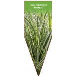 carex-oshimensis-everest-1