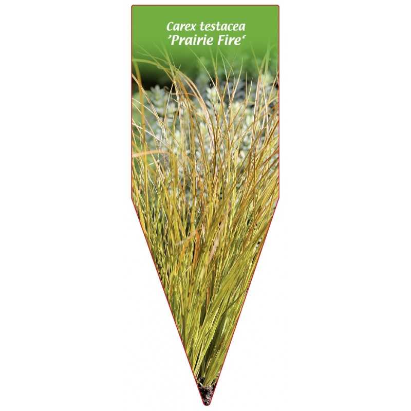 carex-testacea-prairie-fire-b1