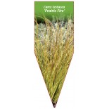 carex-testacea-prairie-fire-b1