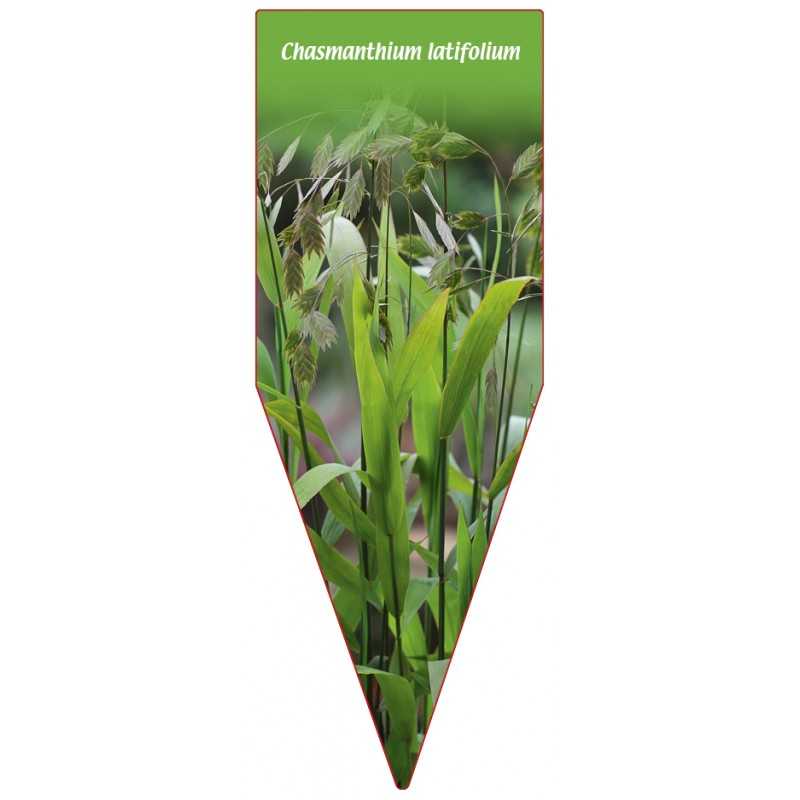 chasmanthium-latifolium1