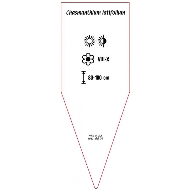 chasmanthium-latifolium0