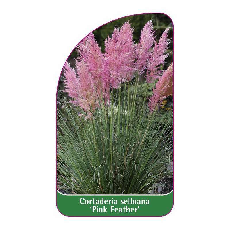 cortaderia-selloana-pink-feather-1