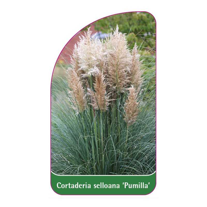 cortaderia-selloana-pumilla-1