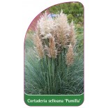 cortaderia-selloana-pumilla-1