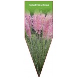 cortaderia-selloana-rosa1