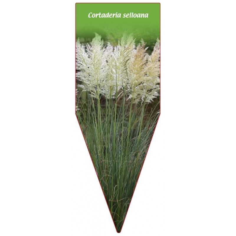 cortaderia-selloana-weiss1