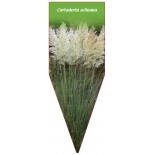 cortaderia-selloana-weiss1