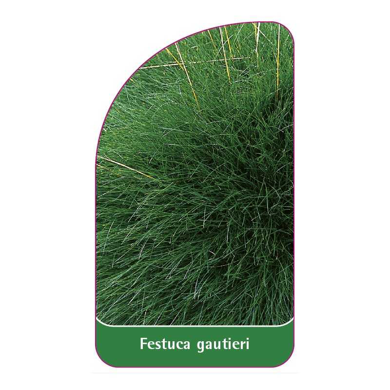 festuca-gautieri1