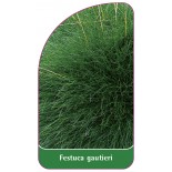 festuca-gautieri1