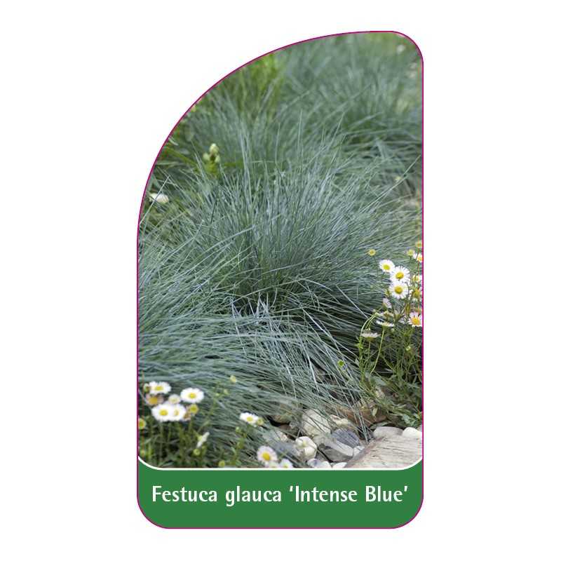 festuca-glauca-intense-blue-1