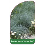 festuca-glauca-intense-blue-1