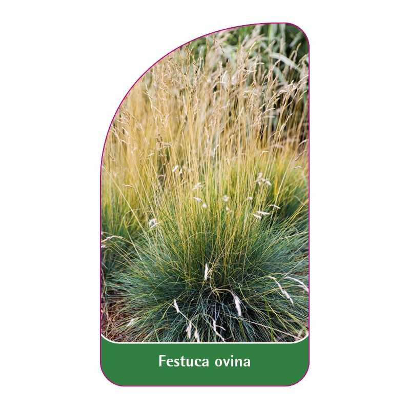 festuca-ovina1