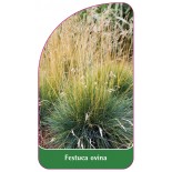 festuca-ovina1