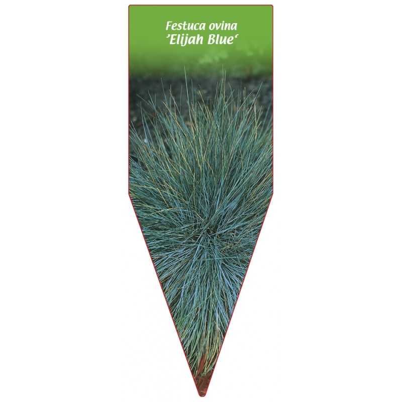 festuca-ovina-elijah-blue-1