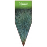 festuca-ovina-elijah-blue-1