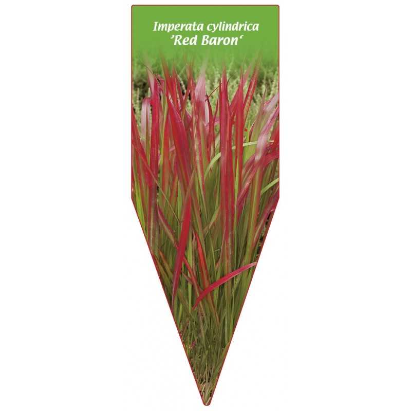 imperata-cylindrica-red-baron-b1