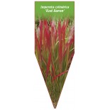 imperata-cylindrica-red-baron-b1