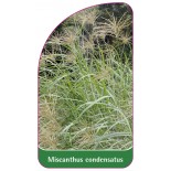 miscanthus-condensatus1