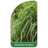 miscanthus-floridulus1