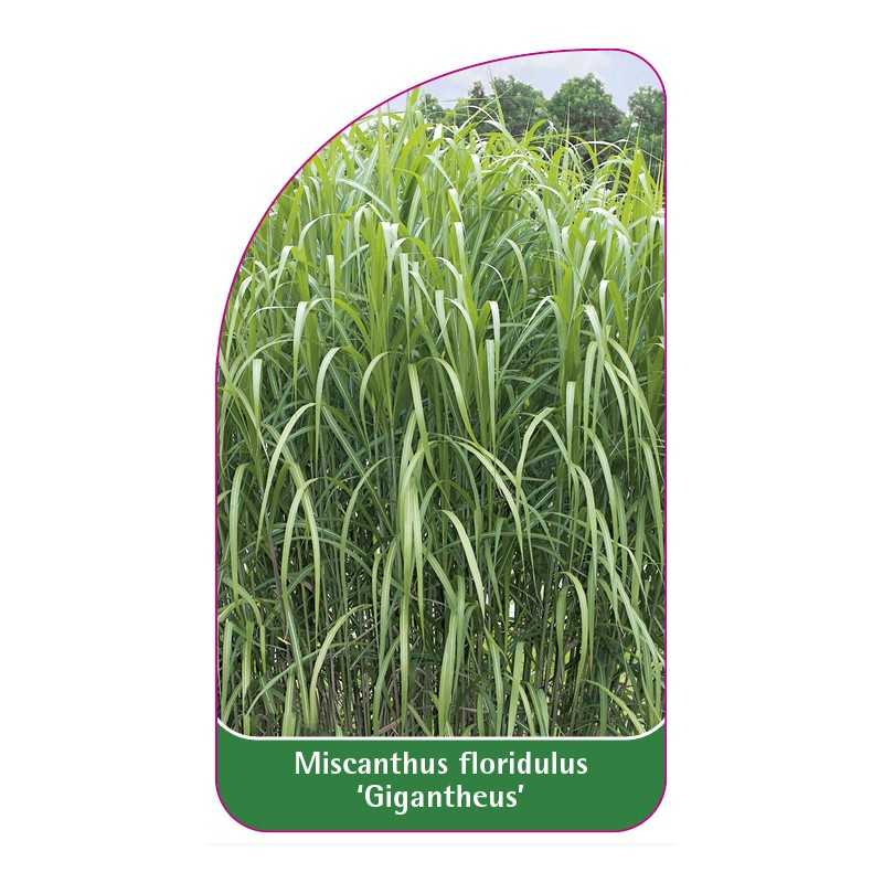 miscanthus-floridulus-gigantheus-1